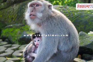 Bandipur Tiger Reserve Monkey Karnataka News 04 July 25