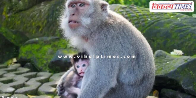 Bandipur Tiger Reserve Monkey Karnataka News 04 July 25