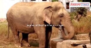 India's oldest female elephant passes awya, Panna Tiger Reserve's 'Dadi Maa' Vatsala is no more