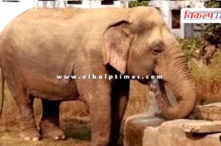 India's oldest female elephant passes awya, Panna Tiger Reserve's 'Dadi Maa' Vatsala is no more