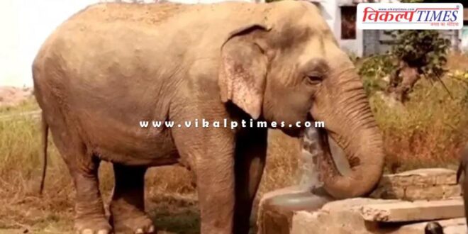 India's oldest female elephant passes awya, Panna Tiger Reserve's 'Dadi Maa' Vatsala is no more
