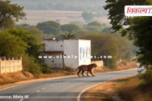 Information about movement of wildlife behind Saras Dairy on Ranthambore Road Sawai Madhopur
