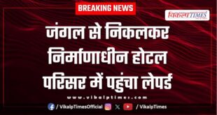 Leopard came out of the jungle and reached the under construction hotel complex in sawai madhopur