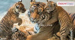 Malai Mahadeshwara Wildlife Sanctuary News Update 05 July 25