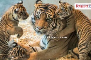 Malai Mahadeshwara Wildlife Sanctuary News Update 05 July 25