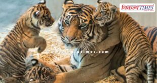 Malai Mahadeshwara Wildlife Sanctuary Tiger Tigress News 01 July 25