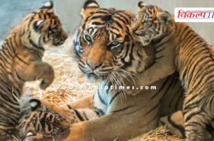 Malai Mahadeshwara Wildlife Sanctuary Tiger Tigress News 01 July 25