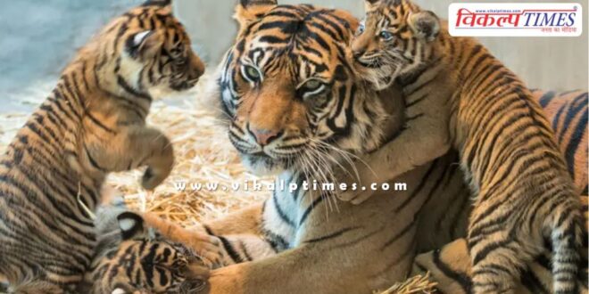 Malai Mahadeshwara Wildlife Sanctuary Tiger Tigress News 01 July 25