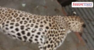 Panther Jungle Forest Sawai Madhopur Ranthambore News 08 July 25