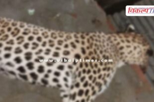 Panther Jungle Forest Sawai Madhopur Ranthambore News 08 July 25