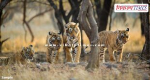 Ranthambore Tiger Safari closed due to heavy rains in Sawai Madhopur