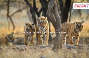 Ranthambore Tiger Safari closed due to heavy rains in Sawai Madhopur