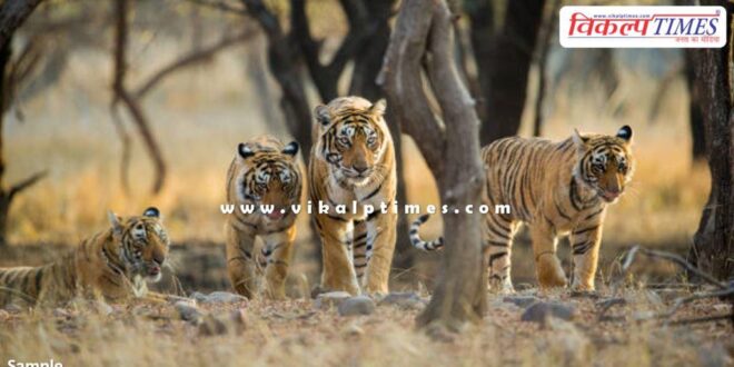 Ranthambore Tiger Safari closed due to heavy rains in Sawai Madhopur