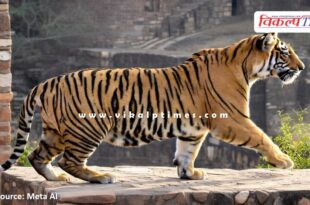 Tiger Ganesh Movement in Ranthambore Fort