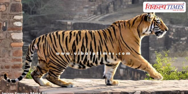 Tiger Ganesh Movement in Ranthambore Fort