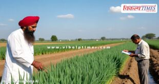 Weather based crop insurance scheme implemented on green chilli, tinda and onion crops