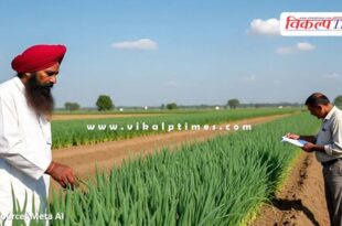 Weather based crop insurance scheme implemented on green chilli, tinda and onion crops
