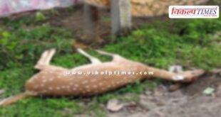 stray dogs deer wildlife animal sawai madhopur news 22 July 25