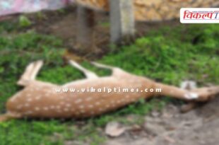 stray dogs deer wildlife animal sawai madhopur news 22 July 25