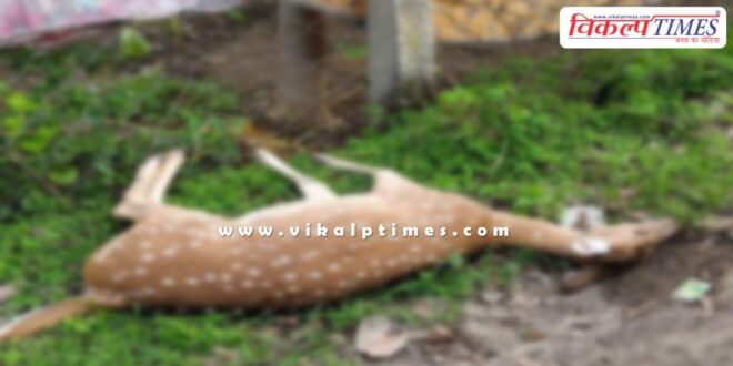 stray dogs deer wildlife animal sawai madhopur news 22 July 25