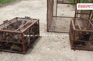 84 monkeys caught from cement factory in sawai madhopur