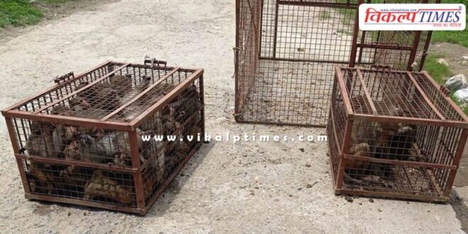 84 monkeys caught from cement factory in sawai madhopur