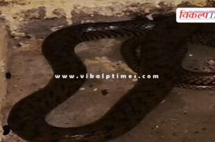 A 5.5 feet long snake was found in the hospital kitchen in kota