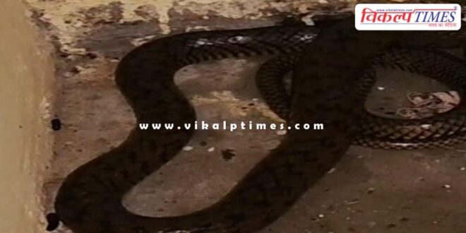 A 5.5 feet long snake was found in the hospital kitchen in kota