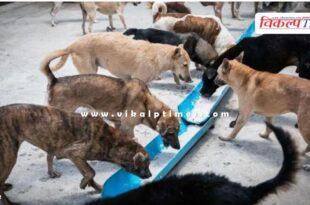 A new bench of the Supreme Court will hear the stray dogs case today