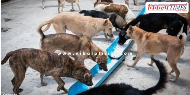 A new bench of the Supreme Court will hear the stray dogs case today