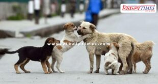 Case of sending stray dogs to shelter homes Supreme Court reserves decision