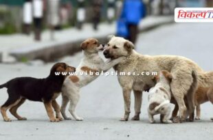 Case of sending stray dogs to shelter homes Supreme Court reserves decision