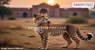 Female cheetah of kunno sanctuary reached ranthambore national park