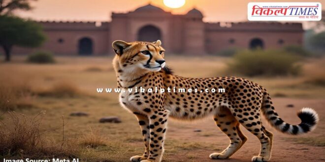 Female cheetah of kunno sanctuary reached ranthambore national park
