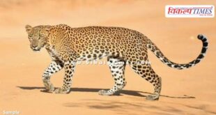 Leopard buffalo Amethi News 03 Aug 25