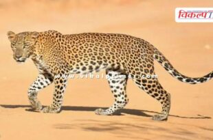 Leopard buffalo Amethi News 03 Aug 25