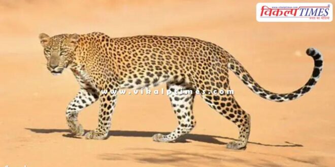 Leopard buffalo Amethi News 03 Aug 25