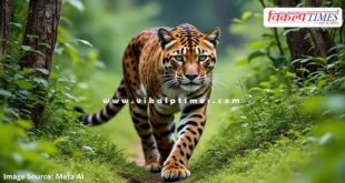 Panther's movement is not stopping in Thadoli Bonli Sawai madhopur