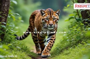 Panther's movement is not stopping in Thadoli Bonli Sawai madhopur