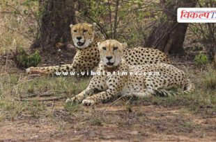 Preparations in Kota for cheetahs of Madhya Pradesh