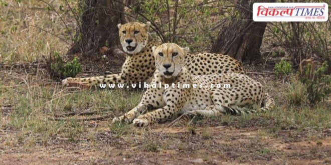 Preparations in Kota for cheetahs of Madhya Pradesh