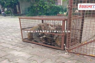 Sawai madhopur nagar parishad caught 43 monkeys and released them in the forest area