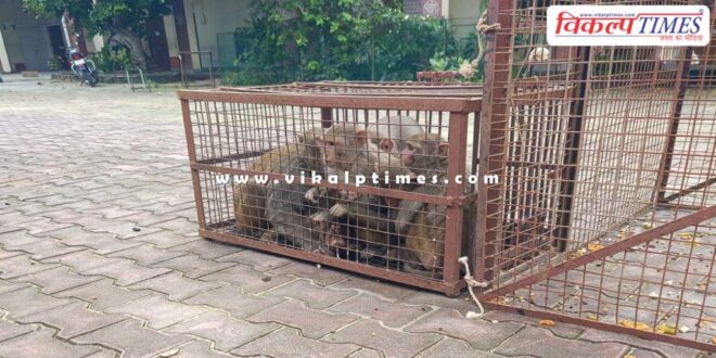 Sawai madhopur nagar parishad caught 43 monkeys and released them in the forest area