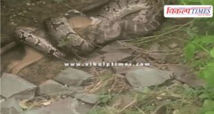 The python jackal kota news 07 aug 25