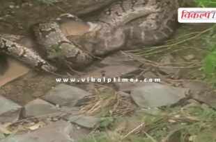 The python jackal kota news 07 aug 25