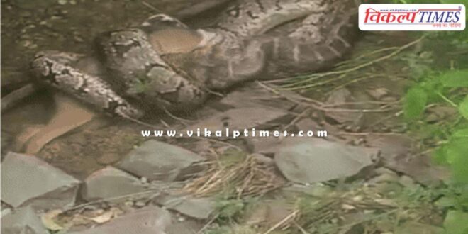 The python jackal kota news 07 aug 25