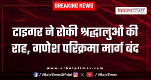 Tiger stops devotees from traveling, Ganesh Parikrama route closed in Sawai Madhopur