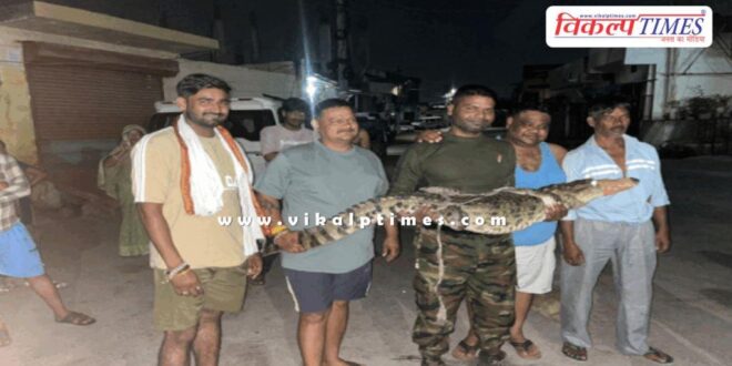 5-foot-long crocodile rescued in kota