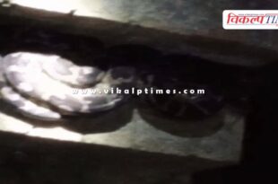 A 10-foot-long python entered a house in khandar Sawai Madhopur