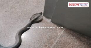 A 4-foot-long cobra entered an ATM in kota